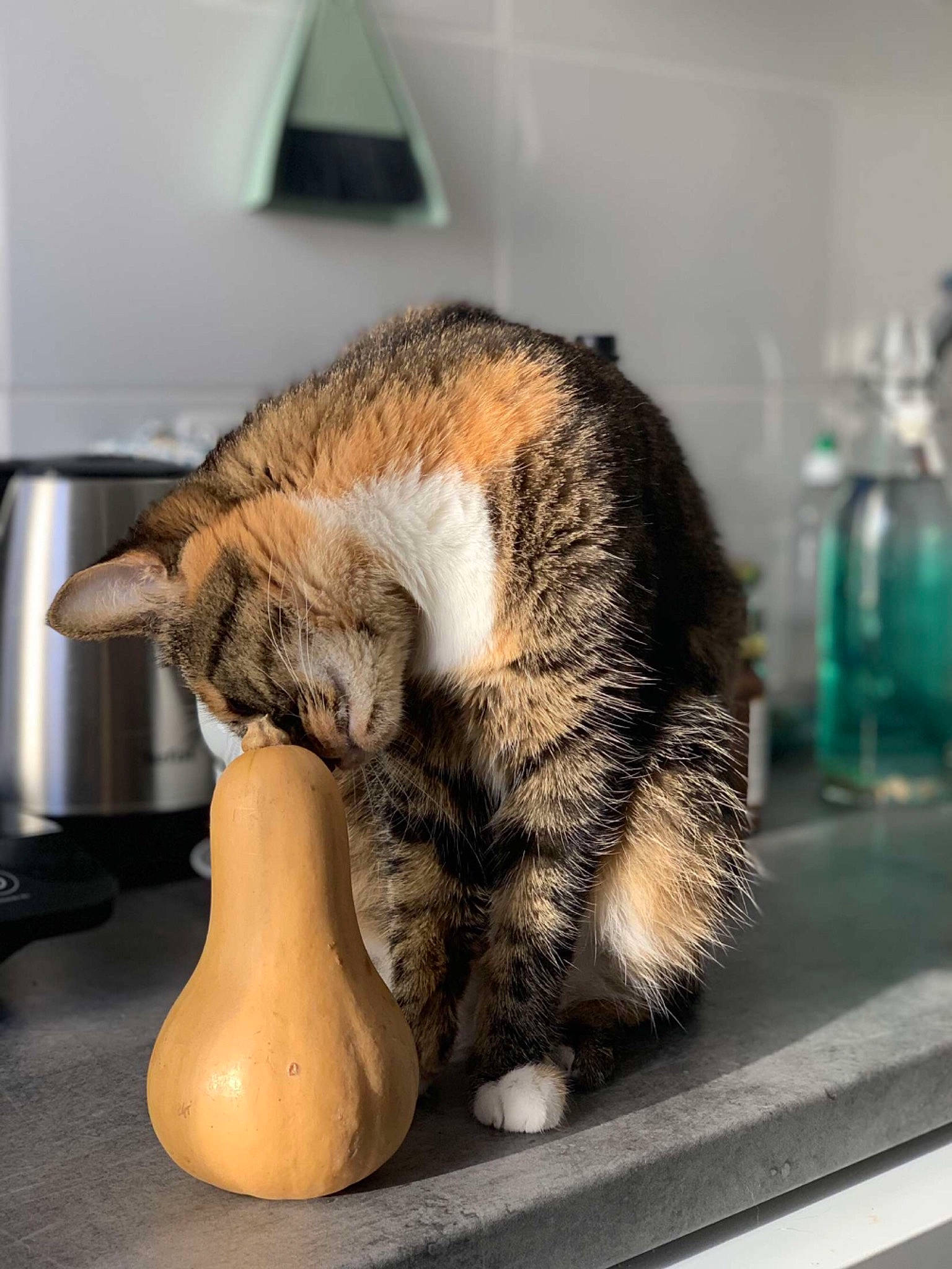 Oupsy a rejoint le concours — aidez-le/la à gagner de superbes lots ! canidae, carnivore, cat, claw, comfort, domestic_short_haired_cat, felidae, flooring, foot, fur, nap, paw, room, small_to_medium_sized_cats, snout, tail, terrestrial_animal, whiskers, window, wood