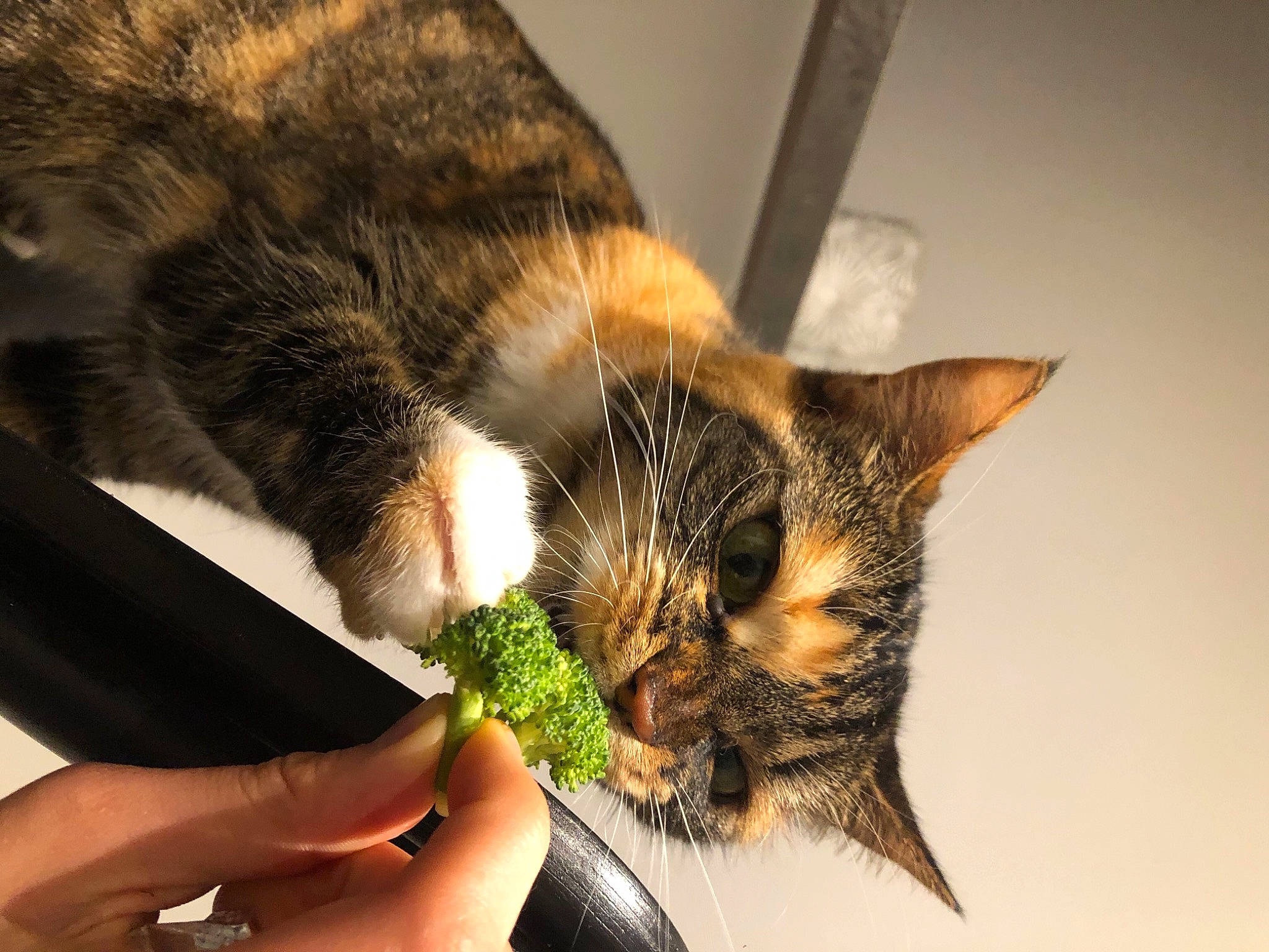 Oupsy a rejoint le concours — aidez-le/la à gagner de superbes lots ! carnivore, cat, claw, comfort, domestic_short_haired_cat, ear, felidae, fur, gesture, grass, nail, nap, paw, plant, sleep, small_to_medium_sized_cats, snout, tail, whiskers, wildlife