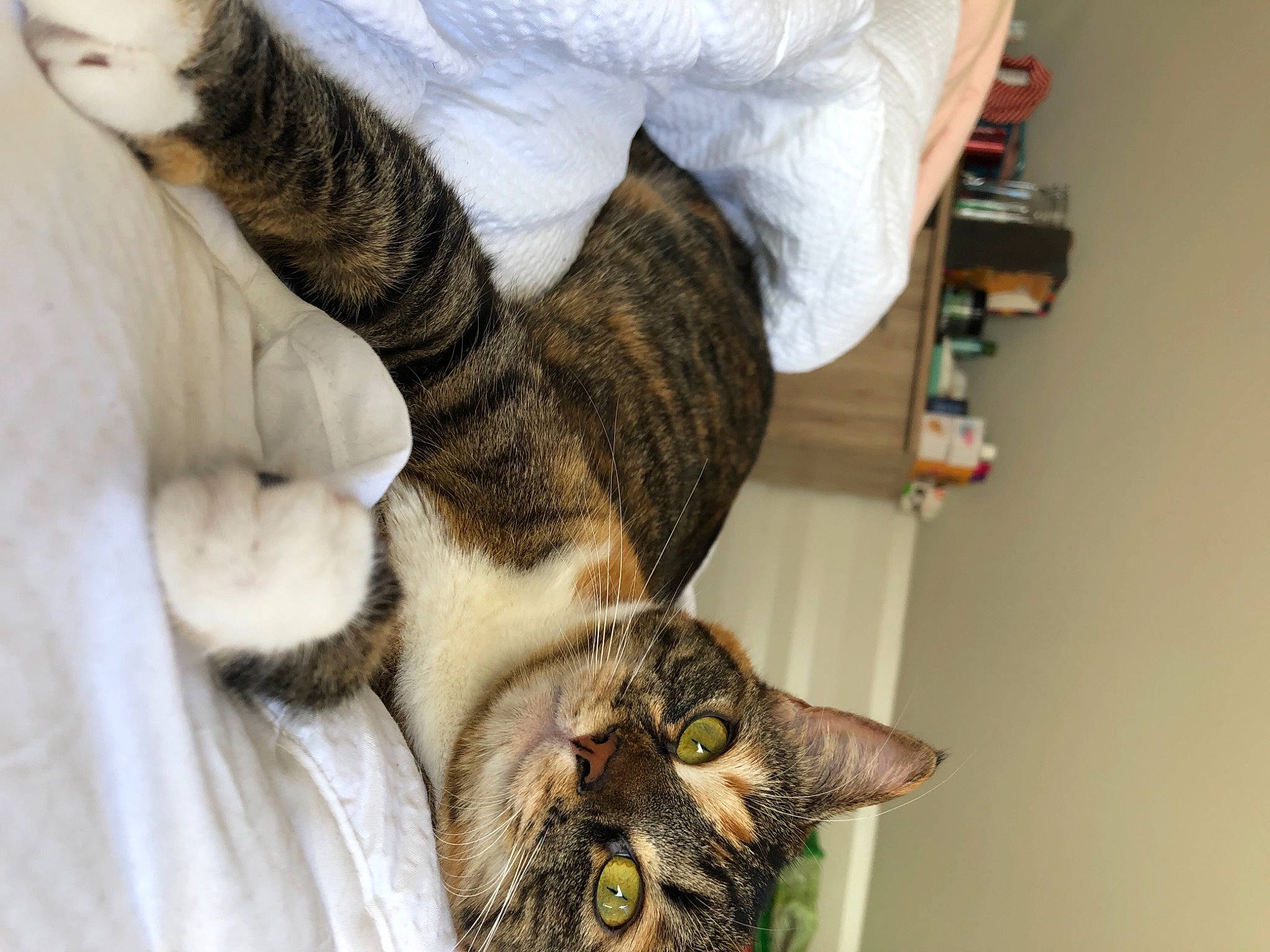 Oupsy participe au concours pour gagner de l'argent avec cette photo : bed, carnivore, cat, claw, comfort, domestic_short_haired_cat, ear, felidae, fur, gesture, mammal, nap, paw, room, small_to_medium_sized_cats, snout, tail, tree, whiskers