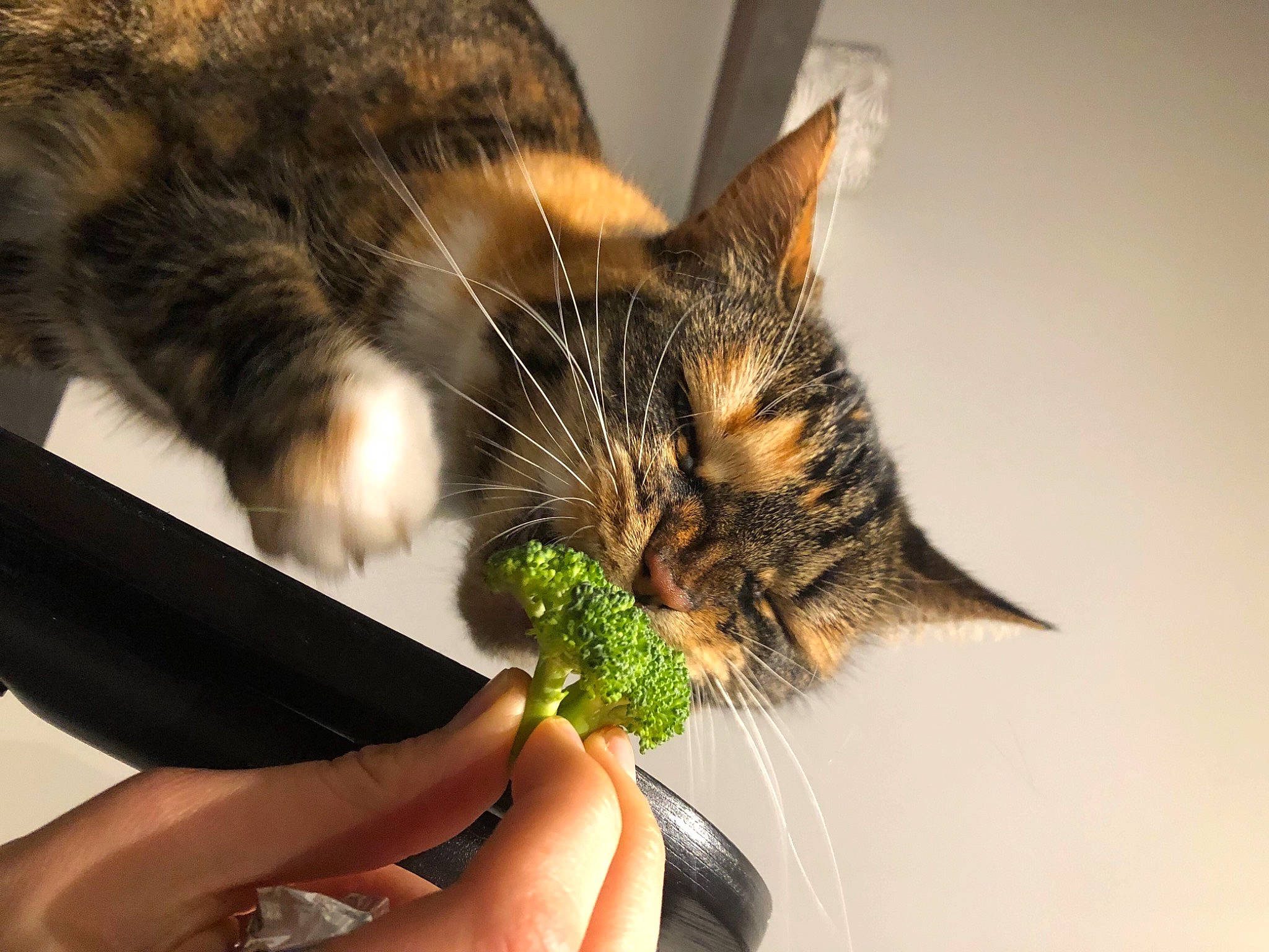 Oupsy participe au concours pour gagner de l'argent avec cette photo : carnivore, cat, domestic_short_haired_cat, ear, eye, eyelash, felidae, fur, gesture, grass, hand, mammal, nail, plant, small_to_medium_sized_cats, snout, tree, vertebrate, whiskers, wildlife