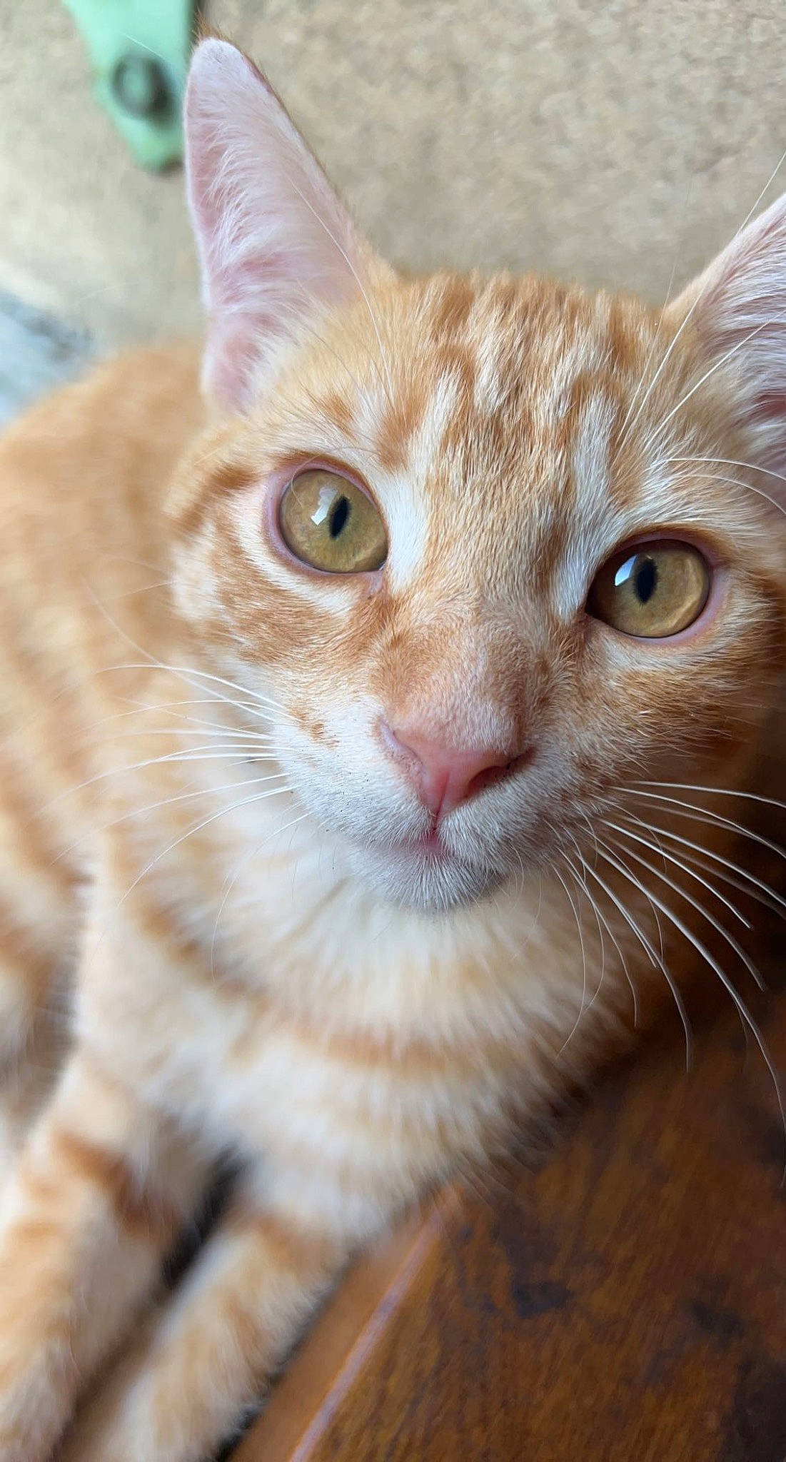 Tagada participe au concours pour gagner de l'argent avec cette photo : carnivore, cat, close_up, domestic_short_haired_cat, ear, fawn, felidae, fur, head, small_to_medium_sized_cats, snout, terrestrial_animal, whiskers, wildlife, window