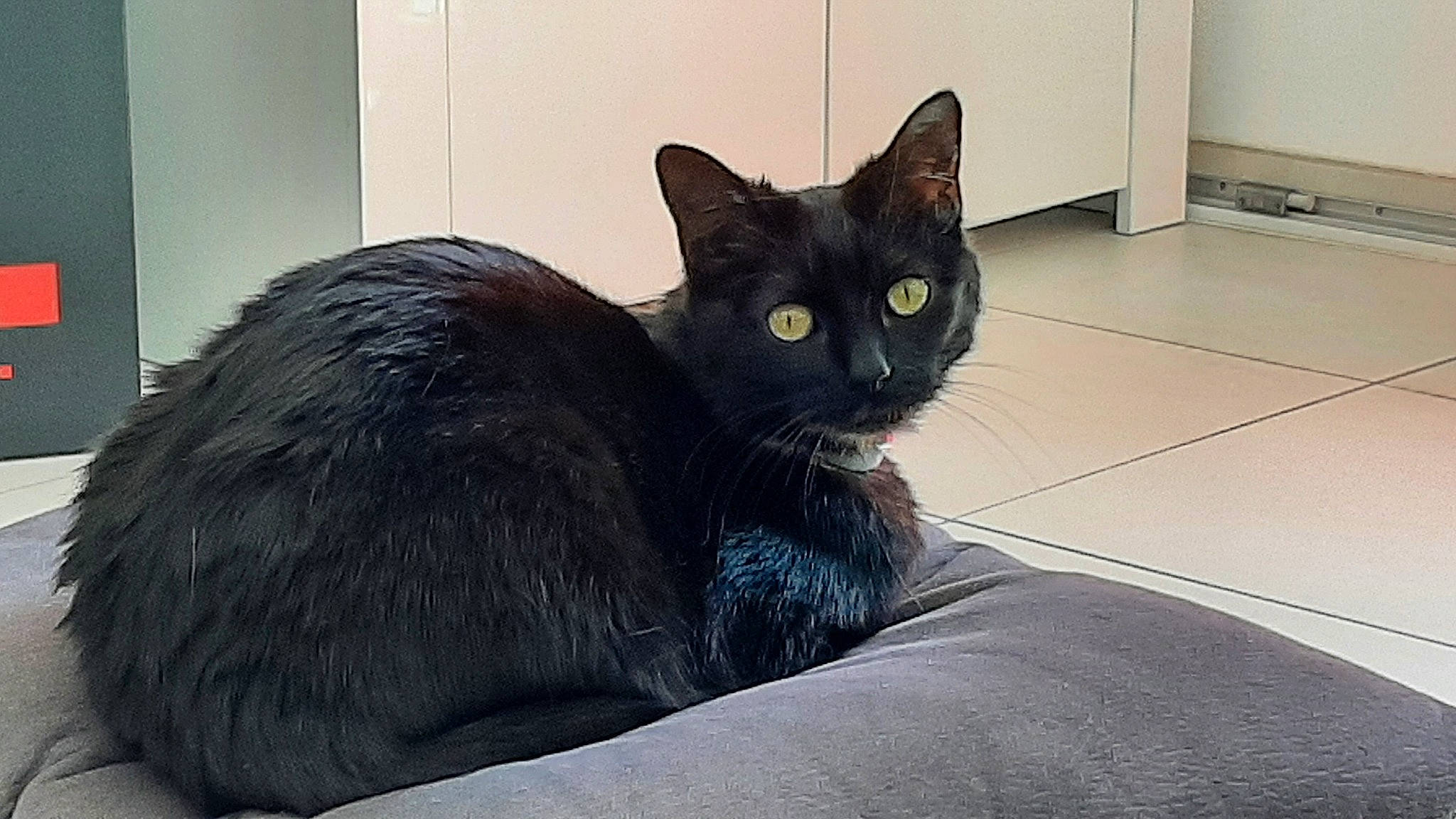 Kenza a rejoint le concours — aidez-le/la à gagner de superbes lots ! black_cat, carnivore, cat, comfort, domestic_short_haired_cat, eye, felidae, fur, grey, small_to_medium_sized_cats, snout, tail, terrestrial_animal, whiskers