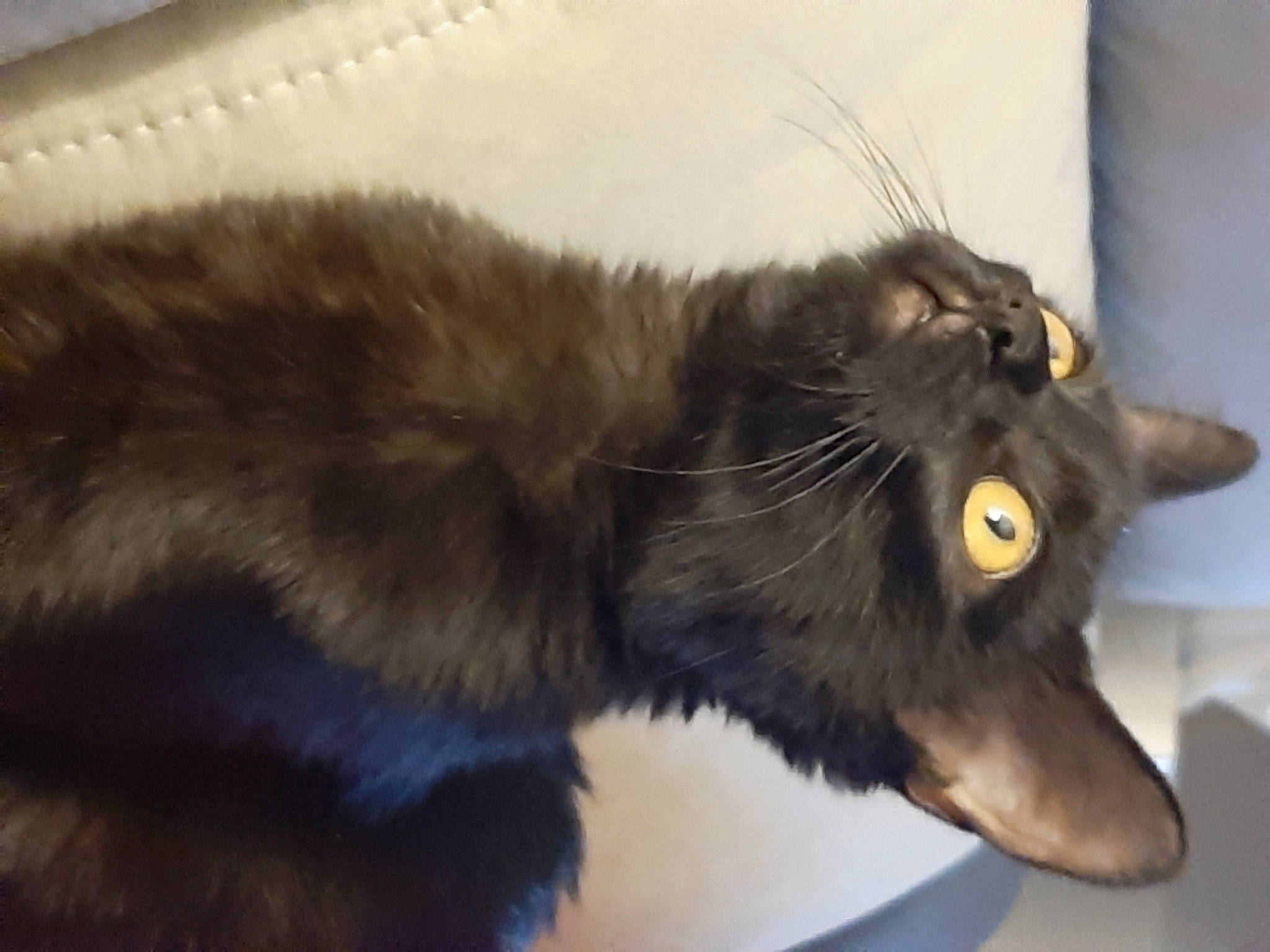 Kenza participe au concours pour gagner de l'argent avec cette photo : black_cat, bombay, carnivore, cat, claw, comfort, dog_breed, domestic_short_haired_cat, ear, felidae, fur, paw, small_to_medium_sized_cats, snout, tail, terrestrial_animal, whiskers