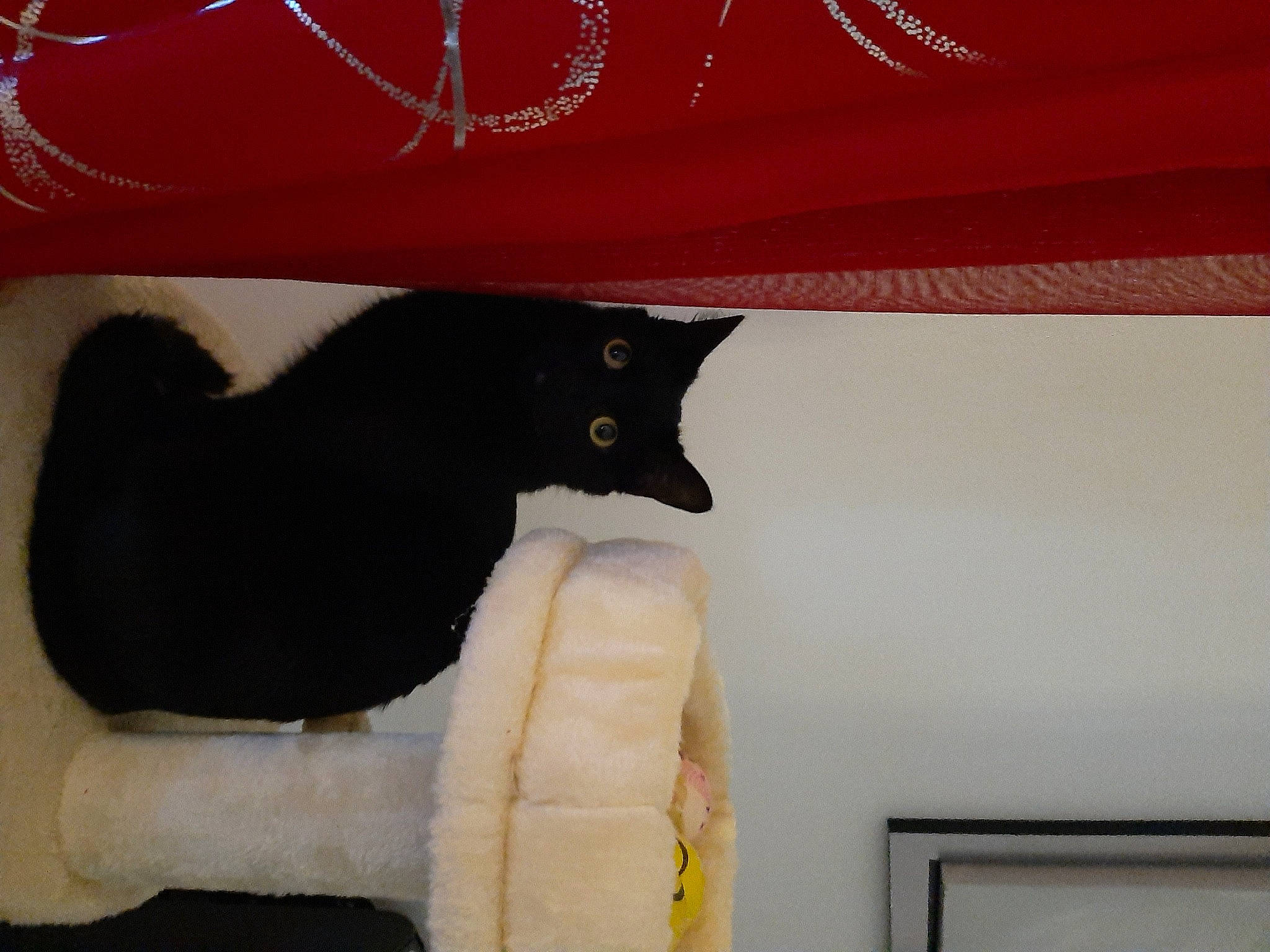 Kenza a rejoint le concours — aidez-le/la à gagner de superbes lots ! carnivore, cat, cat_supply, comfort, curtain, domestic_short_haired_cat, fashion_accessory, felidae, fur, linens, room, sleeve, small_to_medium_sized_cats, tail, tints_and_shades, umbrella, vertebrate, whiskers, white, yellow