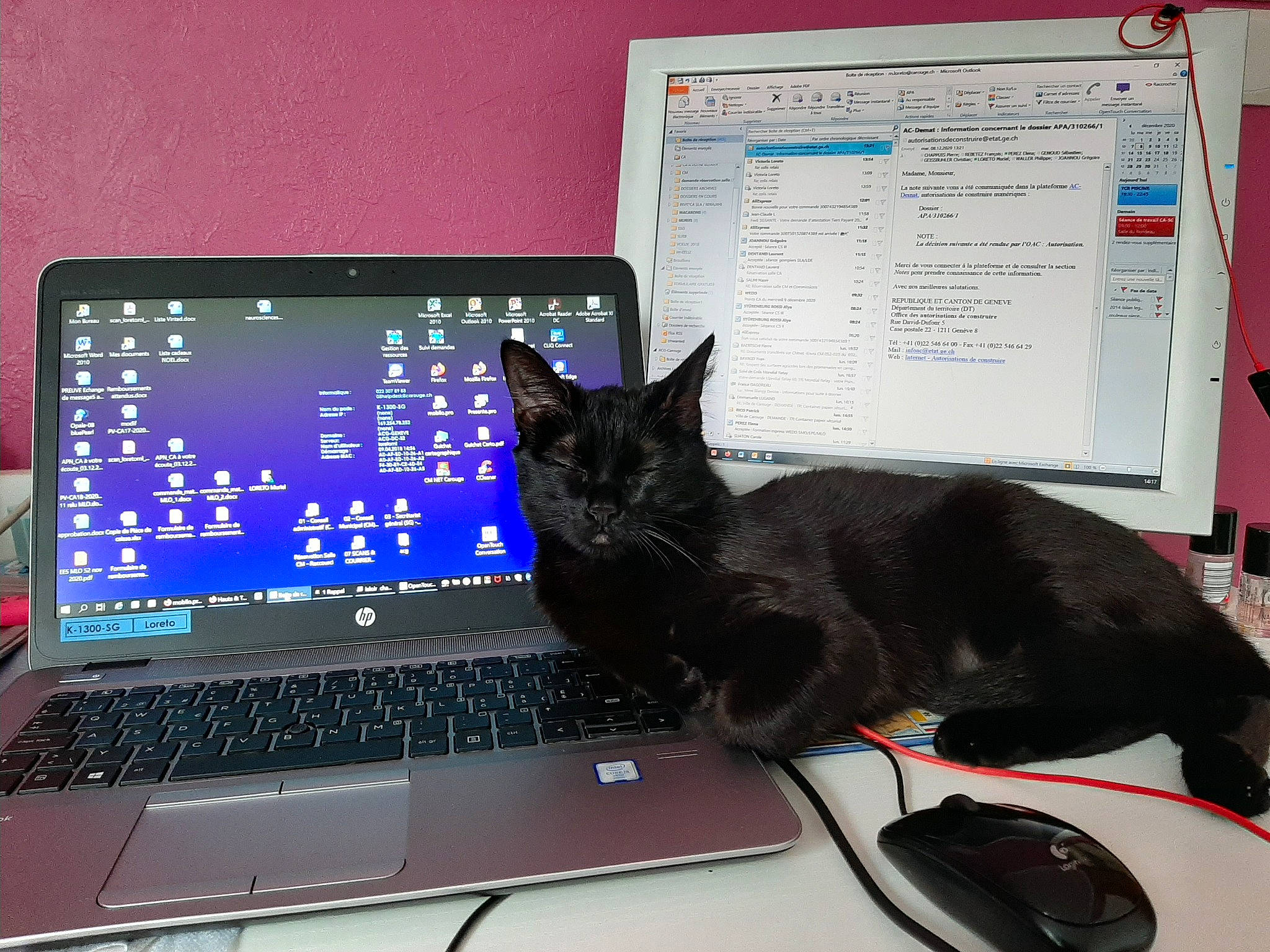 Kenza participe au concours pour gagner de l'argent avec cette photo : carnivore, cat, computer, computer_desk, computer_keyboard, computer_monitor_accessory, desk, desktop_computer, felidae, gadget, input_device, laptop, netbook, office_equipment, output_device, peripheral, personal_computer, space_bar, table, touchpad