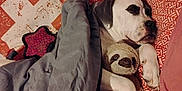 Patches is registered to the contest to win money with this photo: animal, bed, black_spots, blanket, comfort, cozy, cute, dog, home, indoors, pet, pillow, plush_toy, relaxation, resting, sleeping, sloth, snuggle, soft_toy, white_dog