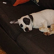 Patches joined the competition — help win amazing prizes! animal, black_and_white, canine, comfort, companion, couch, cute, dog, domestic, ears, face, fur, indoor, laying_down, living_room, pet, pillow, relaxing, resting, sleepy