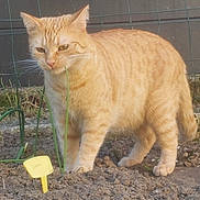 Ptitroux participe au concours pour gagner de l'argent avec cette photo : animal, cat, closeup, curious, daylight, ears, fence, fur, garden, grass, mammal, nature, orange_tabby, outdoor, pet, plant_marker, soil, standing, tail, whiskers
