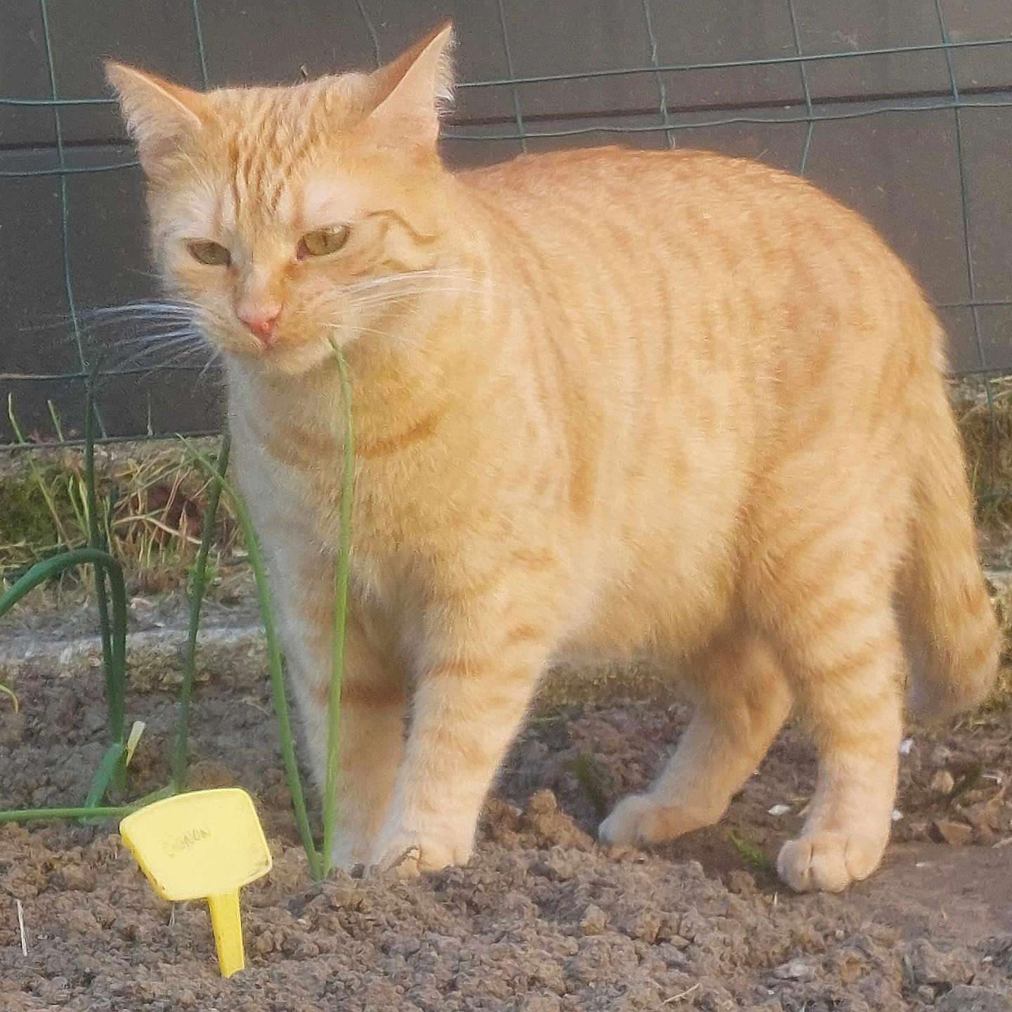 Ptitroux participe au concours pour gagner de l'argent avec cette photo : animal, cat, closeup, curious, daylight, ears, fence, fur, garden, grass, mammal, nature, orange_tabby, outdoor, pet, plant_marker, soil, standing, tail, whiskers