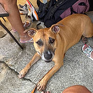Jb is registered to the contest to win money with this photo: dog, brown_dog, pet, animal, lying_down, outdoor, patio, concrete, portrait, close_up, brown_fur, black_muzzle, floppy_ears, leash, backpack, shoes, sandals, human_feet, chair, sunlight