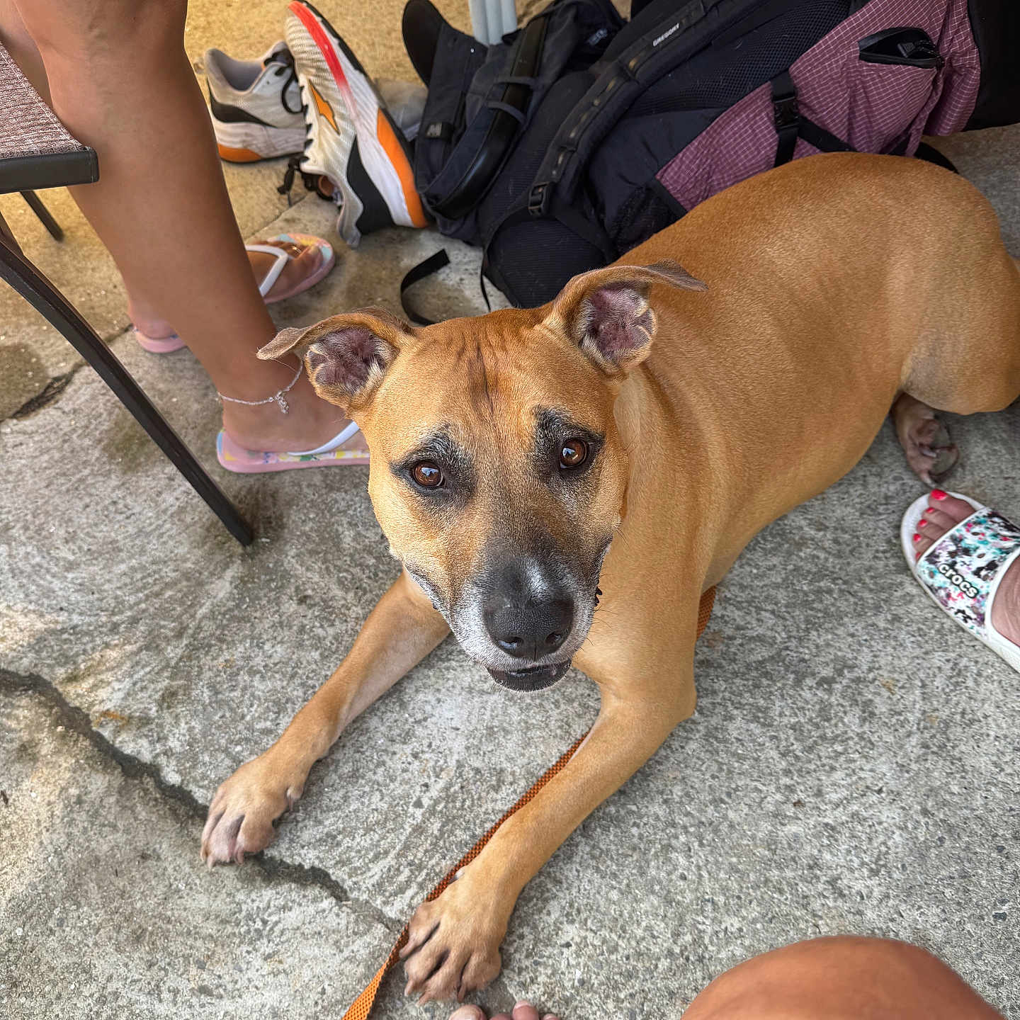 Jb is registered to the contest to win money with this photo: dog, brown_dog, pet, animal, lying_down, outdoor, patio, concrete, portrait, close_up, brown_fur, black_muzzle, floppy_ears, leash, backpack, shoes, sandals, human_feet, chair, sunlight