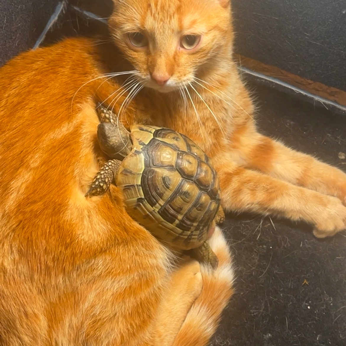Simba participe au concours pour gagner de l'argent avec cette photo : abyssinian, animal, boxturtle, canine, cat, citrusfruit, dog, food, fruit, hardwood, kitten, manx, pet, plant, reptile, sealife, seaturtle, tortoise, turtle, wood