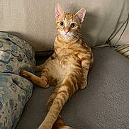 Simba a rejoint le concours — aidez-le/la à gagner de superbes lots ! abyssinian, animal, blanket, cat, chair, couch, cushion, furniture, hardwood, homedecor, indoors, kitten, manx, person, pet, pillow, sleeping, wood