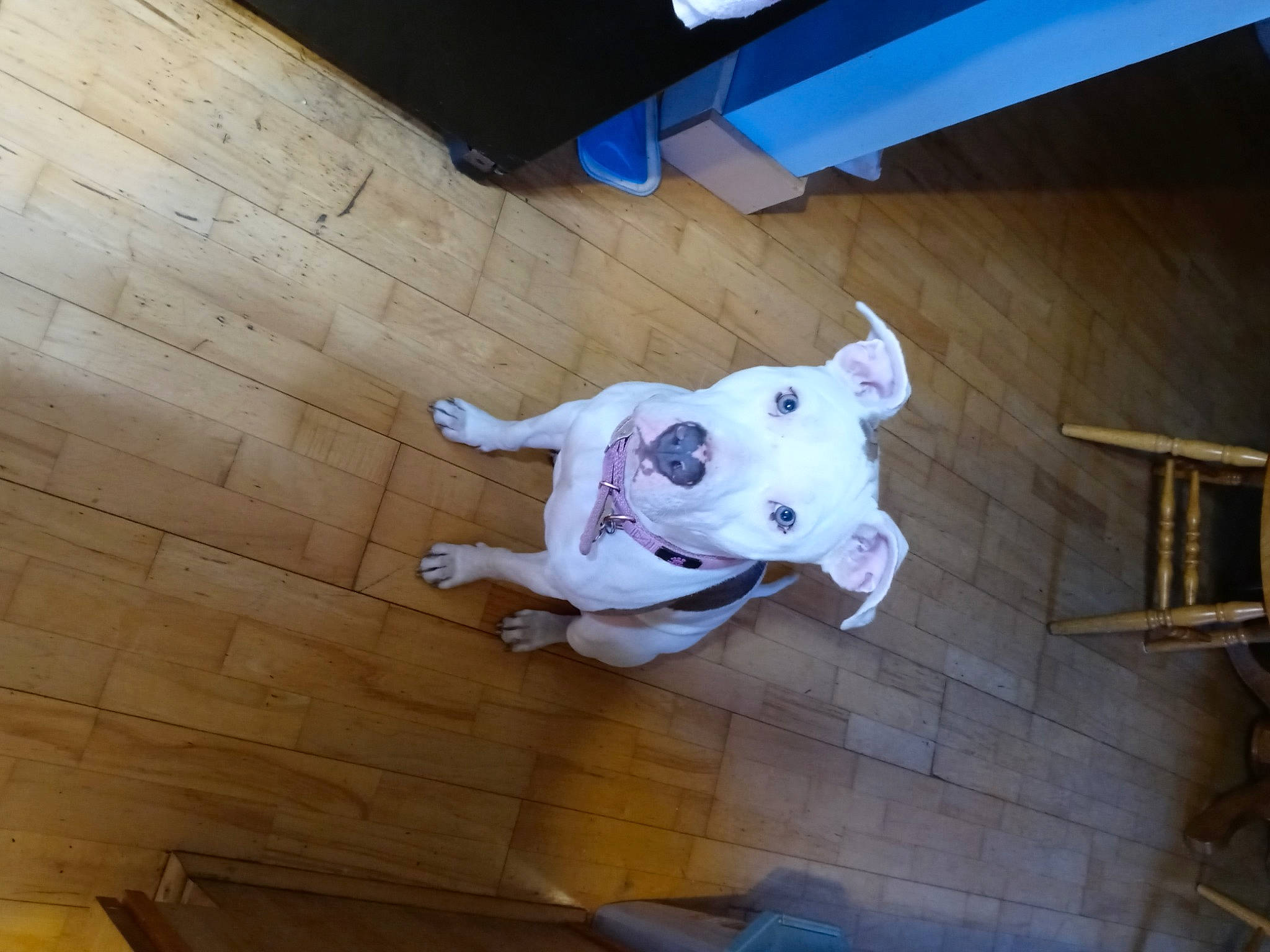 Star joined the competition — help win amazing prizes! canidae, carnivore, collar, companion_dog, dog, dog_breed, dog_clothes, dog_supply, floor, non_sporting_group, snout, working_animal