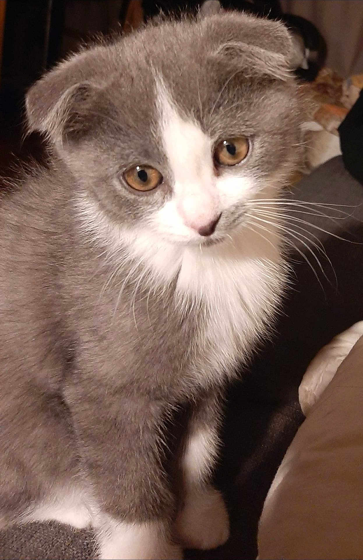 Pouki a rejoint le concours — aidez-le/la à gagner de superbes lots ! kitten, cat, gray, white, fur, cute, pet, animal, indoor, closeup, whiskers, ears, golden_eyes, young, adorable, soft, curious, portrait, feline, small
