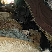 Dozer is registered to the contest to win money with this photo: animal, black_dog, blanket, brown, canine, comfort, cozy, cushion, dog, fabric, fur, home, indoor, paw, pet, portrait, relaxing, resting, snuggled, watching