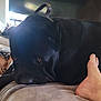 Dozer is registered to the contest to win money with this photo: animal, background, black_dog, blanket, brown_eyes, casual, close_up, companion, cozy, dog, domestic, foot, furniture, human, indoor, large_dog, pet, relaxed, resting, soft_surface