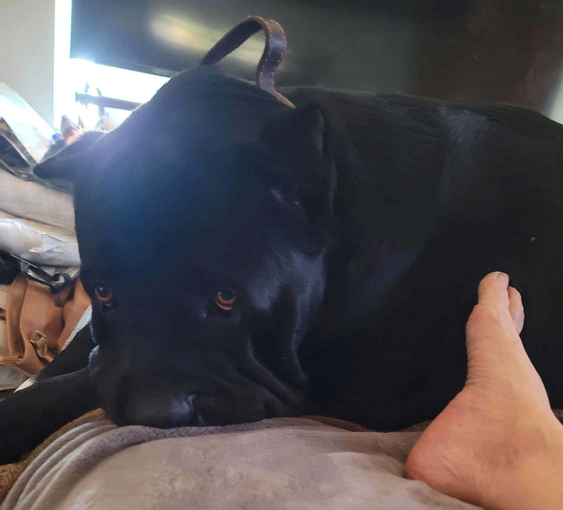 Dozer
