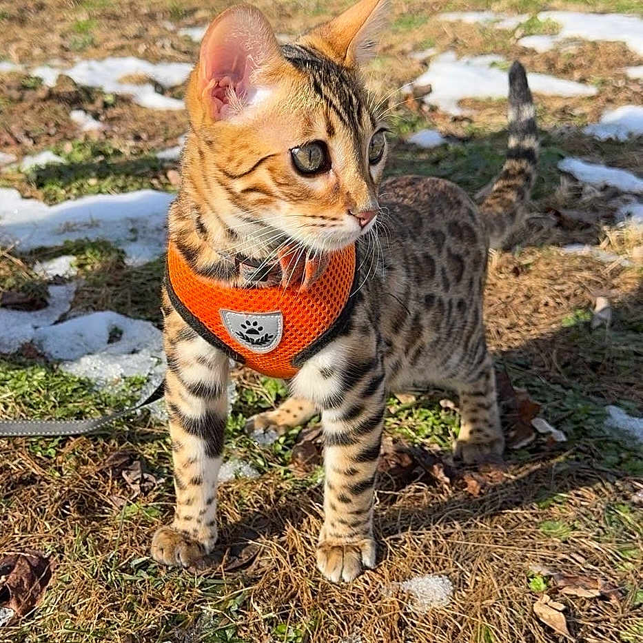 Kaysar joined the competition — help win amazing prizes! accessories, animal, cat, egyptiancat, field, grass, grassland, kitten, nature, ocelot, outdoors, panther, pet, plant, plush, rock, soil, tree, yard, zoo
