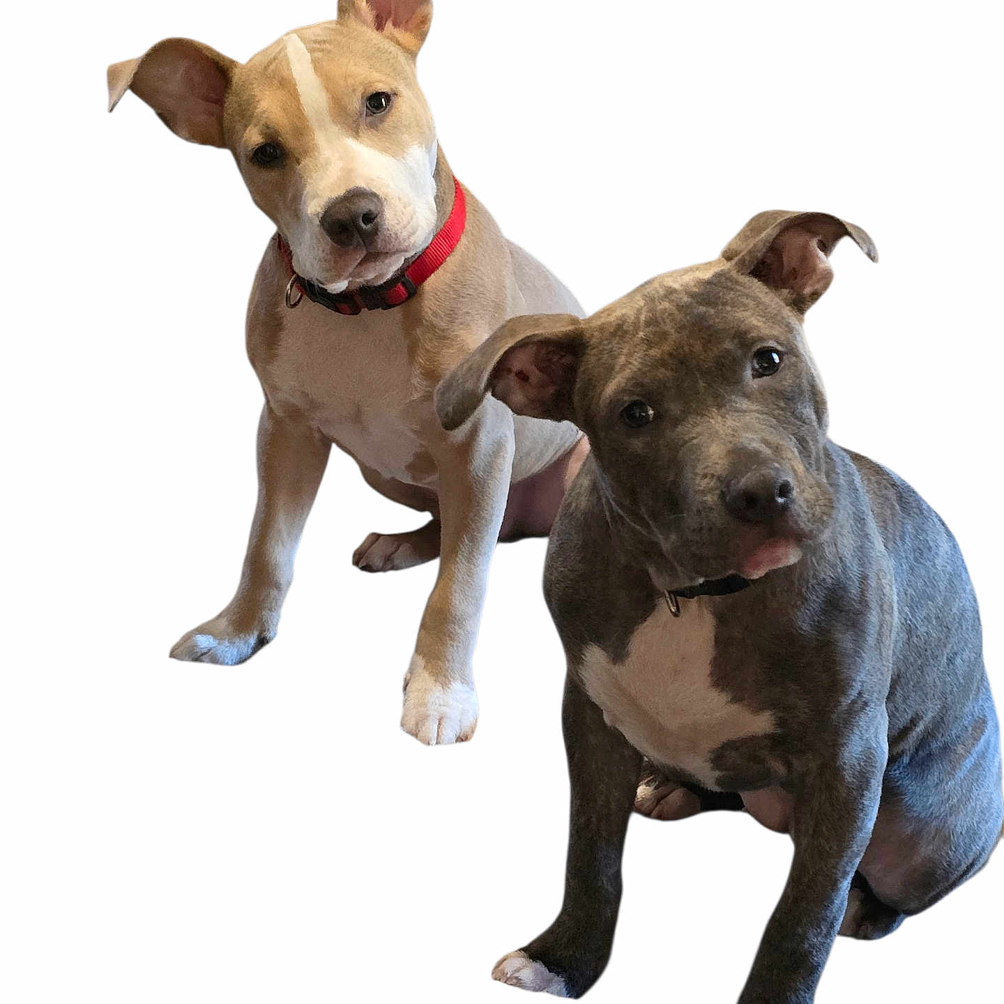 Chaos And Storm is registered to the contest to win money with this photo: adorable, animal, canine, collar, companions, cute, dog, domestic_animal, ears_up, friendly, head_tilt, isolated, looking_at_camera, pet, playful, puppy, sitting, two_dogs, white_background, young_dog