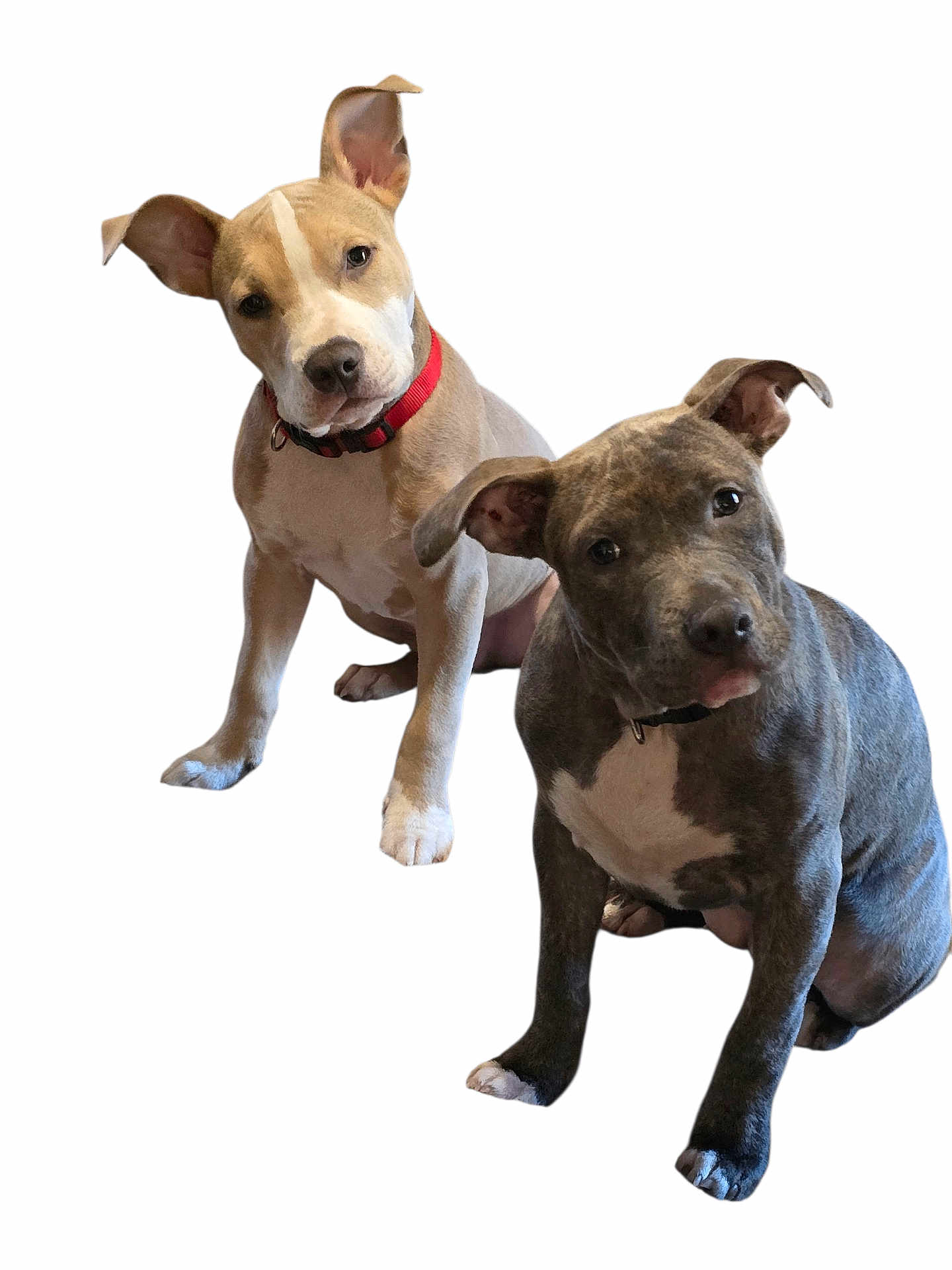 Chaos And Storm is registered to the contest to win money with this photo: dog, puppy, two_dogs, sitting, head_tilt, collar, pet, animal, canine, cute, white_background, isolated, friendly, young_dog, domestic_animal, looking_at_camera, ears_up, playful, companions, adorable