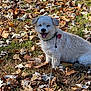animal, autumn, collar, cute, dog, fall_leaves, fur, grass, happy, leaf_litter, leash, nature, outdoor, pet, seasonal, sitting, small_dog, smiling, sunlight, white_dog