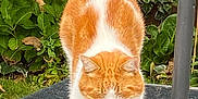 Dave joined the competition — help win amazing prizes! cat, orange_cat, white_cat, stretching, outdoor, glass_table, plants, greenery, candles, fur, pet, animal, nature, relaxation, sunlight, garden, reflection, whiskers, tail, ears