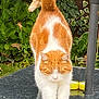 cat, orange_cat, white_cat, stretching, outdoor, glass_table, plants, greenery, candles, fur, pet, animal, nature, relaxation, sunlight, garden, reflection, whiskers, tail, ears