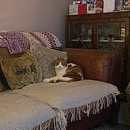 Dave joined the competition — help win amazing prizes! cat, couch, blanket, pillow, indoor, furniture, cozy, decor, holiday_cards, cabinet, rug, living_room, pet, relaxed, brown, white, knitted_blanket, wooden_furniture, home, comfortable