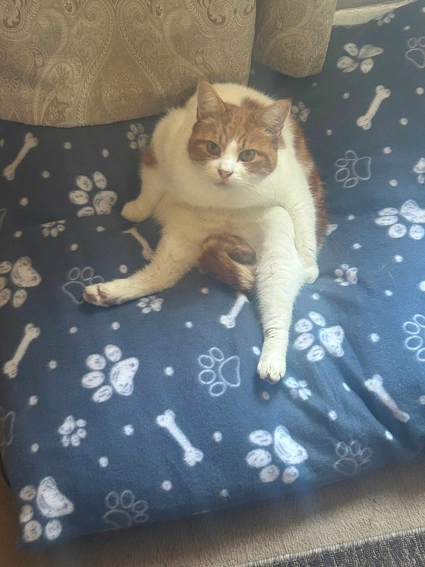 Dave joined the competition — help win amazing prizes! cat, orange_and_white_cat, pet, blanket, paw_print_pattern, bone_pattern, fabric, indoor, curtains, cozy, feline, animal, resting, looking_at_camera, fur, cute, home, comfort, sitting, relaxed