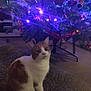 Dave is registered to the contest to win money with this photo: cat, christmas_tree, holiday_lights, indoor, orange_cat, white_cat, carpet, decorations, festive, pets, animal, feline, christmas, ornaments, holiday, soft_lighting, cozy, curious, sitting, home