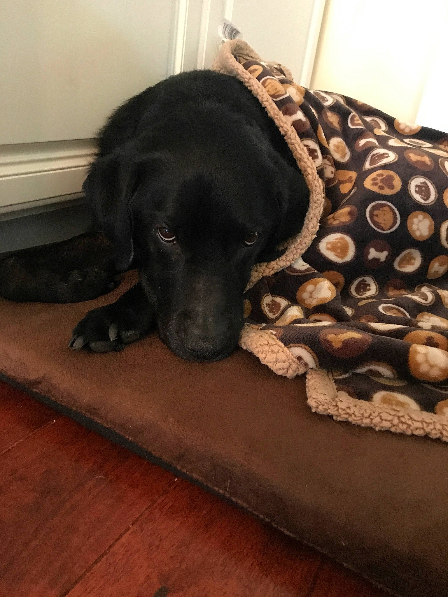 Jada is registered to the contest to win money with this photo: beagador, canidae, carnivore, companion_dog, dog, dog_bed, dog_breed, flat_coated_retriever, floor, labrador_retriever, retriever, snout, spaniel, sporting_group