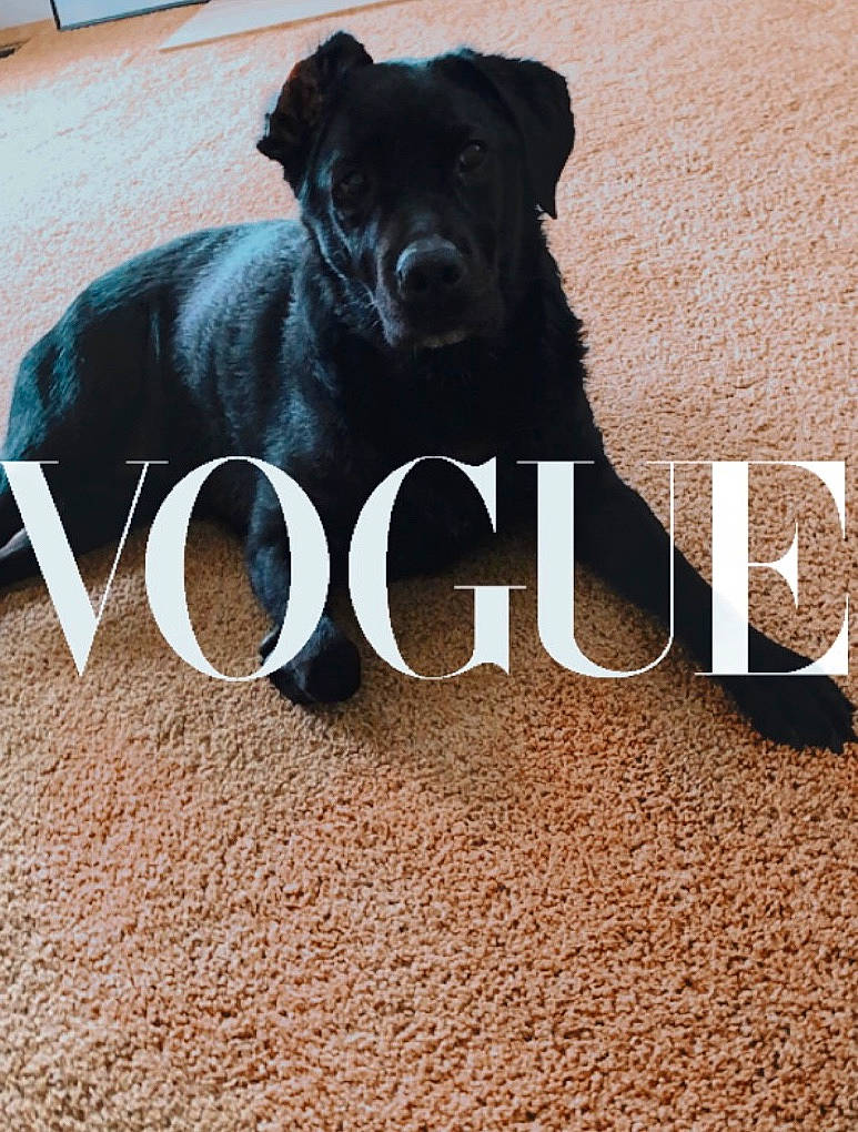 Jada joined the competition — help win amazing prizes! canidae, carnivore, companion_dog, dog, dog_breed, font, labrador_retriever, mammal, puppy, rare_breed_dog, snout, sporting_group