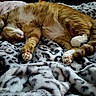 Oliver joined the competition — help win amazing prizes! cat, orange_tabby, sleeping, cozy, blanket, plush, soft_texture, paws, curled_up, relaxed, indoor, comfort, fur, pet, resting, cute, animal, domestic_cat, warm, peaceful