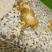 Oliver joined the competition — help win amazing prizes! cat, orange_tabby, bed, bedspread, floral_pattern, pet, relaxed, indoor, feline, fur, paw, tail, resting, cozy, animal, cute, whiskers, sleepy, domestic_cat, home