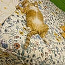 cat, orange_tabby, bed, bedspread, floral_pattern, pet, relaxed, indoor, feline, fur, paw, tail, resting, cozy, animal, cute, whiskers, sleepy, domestic_cat, home