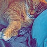 Oliver joined the competition — help win amazing prizes! cat, orange_tabby, sleeping, cozy, blanket, pillow, fur, pet, domestic_animal, resting, whiskers, indoor, cute, feline, closeup, soft_texture, relaxed, animal, nap, comfort