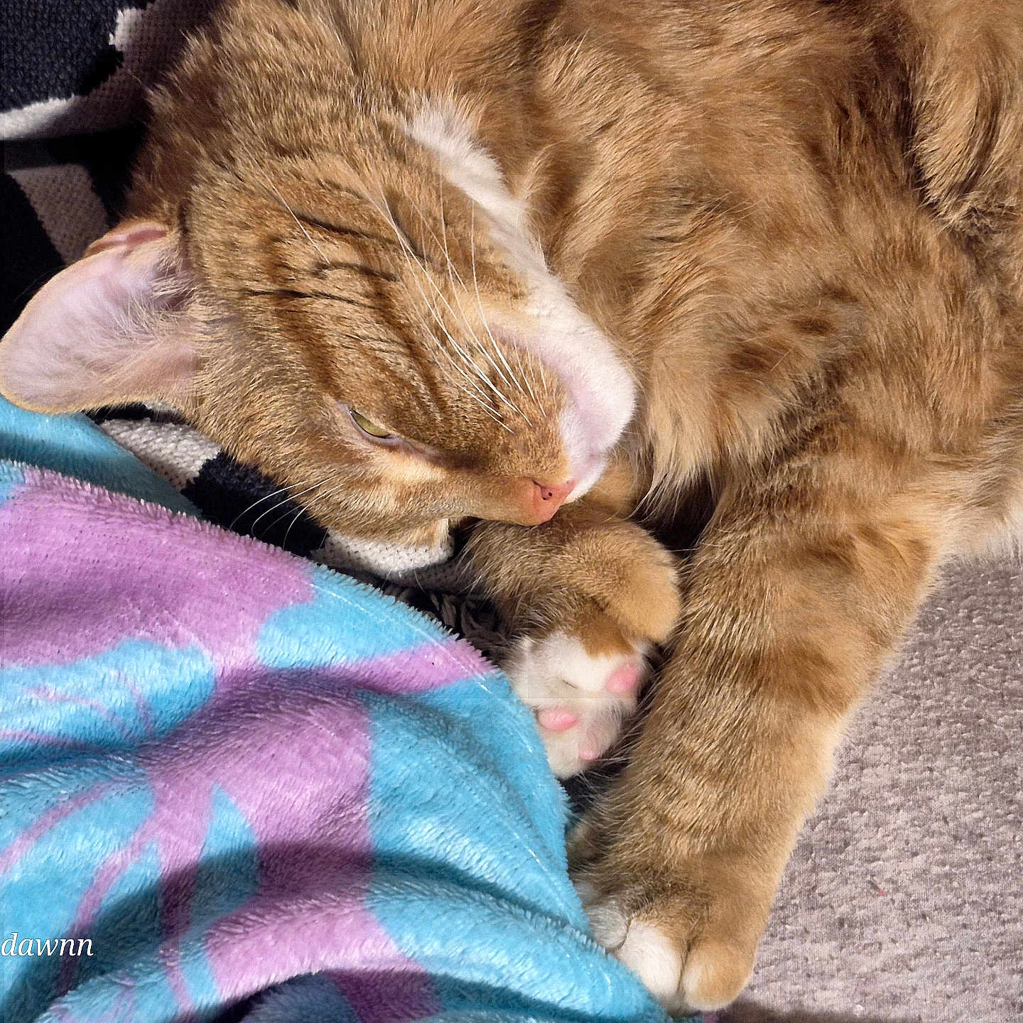 Oliver joined the competition — help win amazing prizes! cat, orange_tabby, sleeping, paws, blanket, soft_texture, sunlight, indoor, relaxed, cozy, pet, feline, fur, whiskers, pink_nose, close_up, resting, comfort, animal, cute