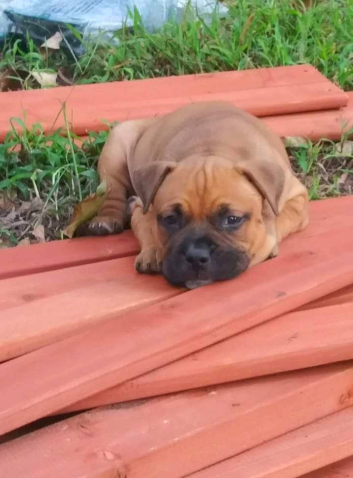 Twitch joined the competition — help win amazing prizes! biting, canidae, carnivore, chair, companion_dog, dog, dog_breed, door, fawn, flooring, grass, hardwood, liver, plant, porch, snout, sporting_group, wood, working_animal, wrinkle