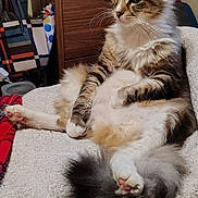 Gohan joined the competition — help win amazing prizes! cat, fluffy_tail, striped_fur, white_paws, relaxed, indoor, blanket, furniture, dressed_room, pet, animal, cozy, sitting, curious, domestic_cat, long_hair, paw_pads, whiskers, ears, tail
