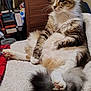 cat, fluffy_tail, striped_fur, white_paws, relaxed, indoor, blanket, furniture, dressed_room, pet, animal, cozy, sitting, curious, domestic_cat, long_hair, paw_pads, whiskers, ears, tail
