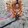 dog, beach, sand, leash, harness, happy, pet, outdoor, animal, two_dogs, playful, fluffy, canine, nature, daylight, closeup, smiling, fun, walking, cute