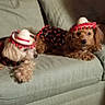 Sharbear is registered to the contest to win money with this photo: animal, brown_dog, companion, costume, couch, cute, dog, domestic_animal, fabric, furniture, hat, home, indoor, pet, relaxing, resting, small_dog, sombrero, textile, two_dogs