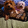 Sharbear is registered to the contest to win money with this photo: animal, blanket, blue_shirt, brown_dog, companion, cozy, curious, cute, dog, fluffy, fur, indoor, lying_down, pet, pink_shirt, plaid_blanket, portrait, resting, small_dog, white_dog