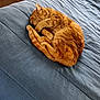 Precious is registered to the contest to win money with this photo: cat, ginger_cat, sleeping, bed, bedspread, blue, fur, curled_up, feline, cozy, indoor, resting, wooden_furniture, drawer, floor, sunlight, nap, pet, domestic_animal, quiet