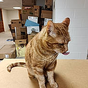 Precious joined the competition — help win amazing prizes! cat, ginger_cat, tabby, tongue_out, cardboard, boxes, stacked_boxes, indoor, storage_room, wall, brick_wall, floor, pet, animal, feline, whiskers, ears, tail, sitting, fur