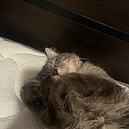 Stormi joined the competition — help win amazing prizes! cat, sleeping, gray_cat, fluffy, mattress, bed, paw, fur, resting, indoor, feline, cute, pet, cozy, relaxed, whiskers, headboard, domestic_animal, animal, closeup