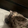 cat, sleeping, gray_cat, fluffy, mattress, bed, paw, fur, resting, indoor, feline, cute, pet, cozy, relaxed, whiskers, headboard, domestic_animal, animal, closeup