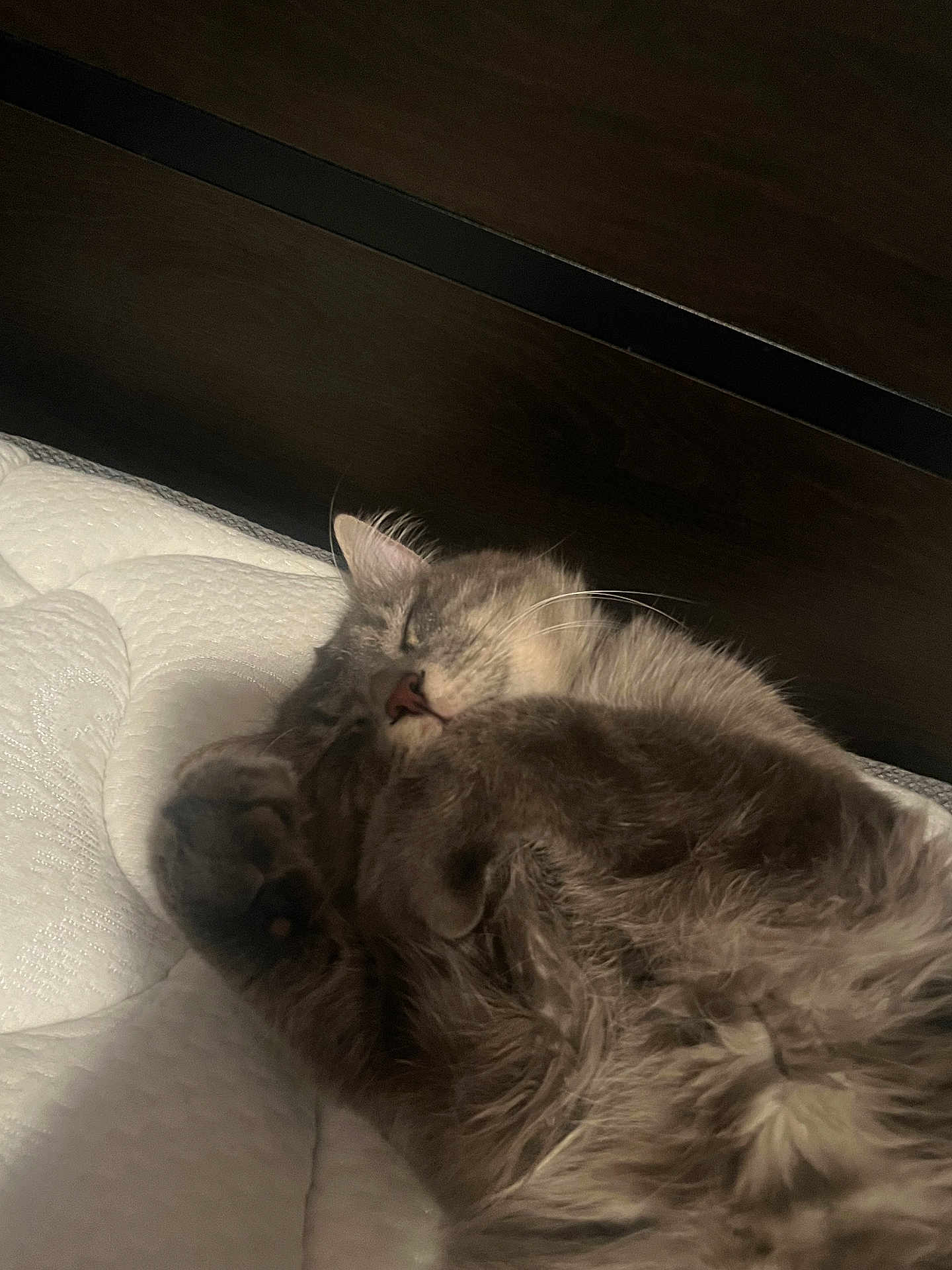 Stormi