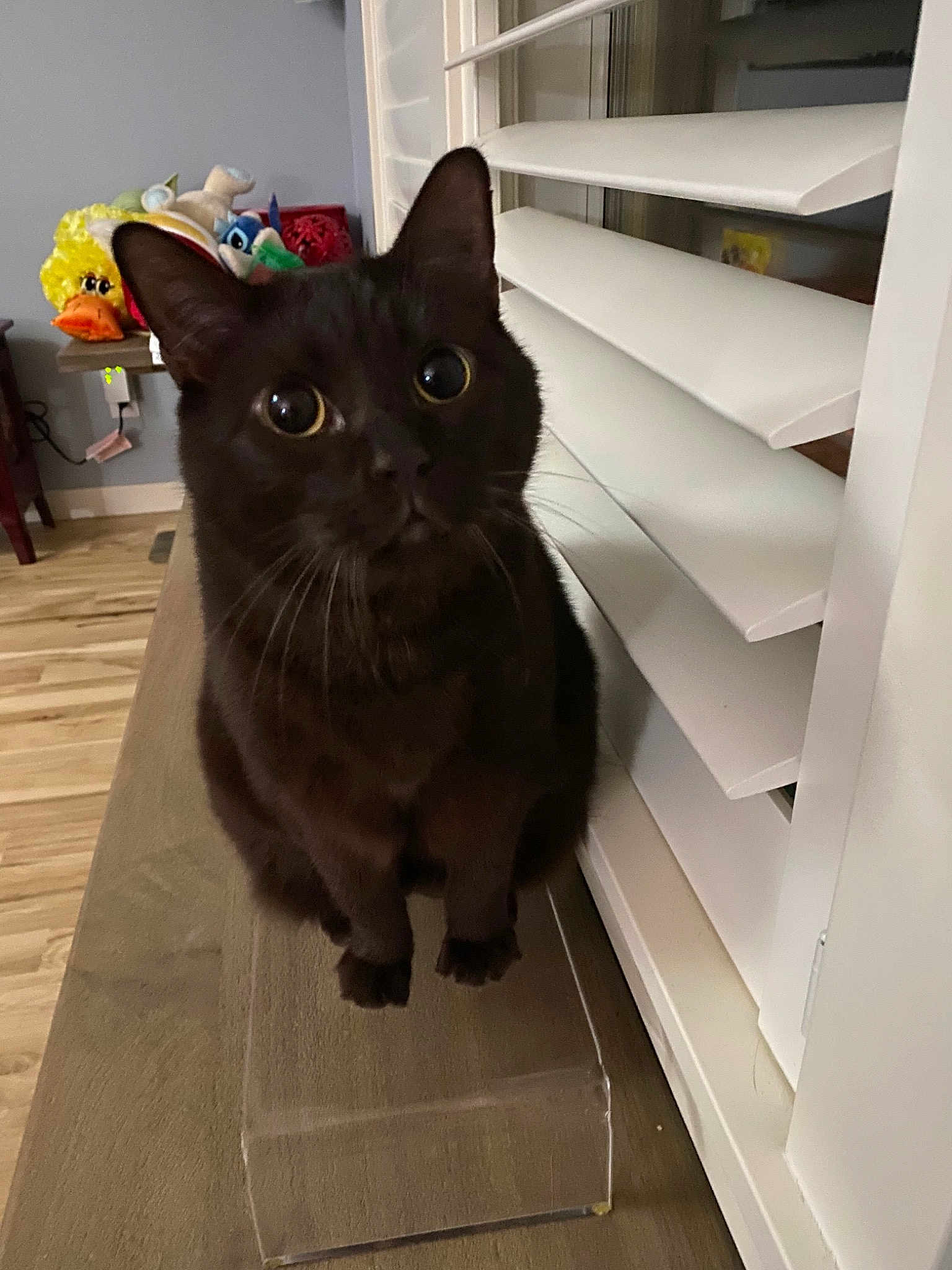 Finn